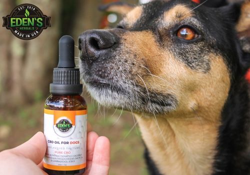 Dog taking a dose of their CBD dog oil tincture